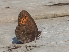 Erebia mancinus