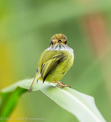 Myiornis auricularis