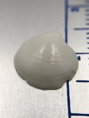 Parvilucina crenella