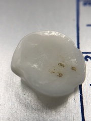 Parvilucina crenella