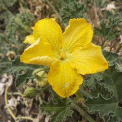 Apodanthera undulata