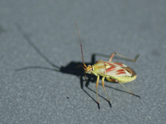 Calocoris roseomaculatus