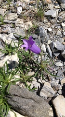 Campanula alpestris