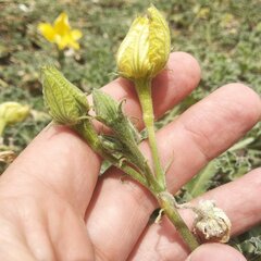 Apodanthera undulata