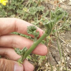 Apodanthera undulata