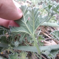 Apodanthera undulata