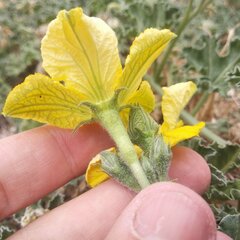 Apodanthera undulata