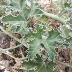 Apodanthera undulata