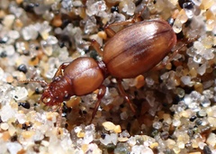 Akephorus marinus