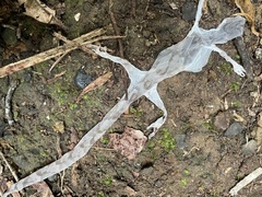 Dactylocnemis pacificus