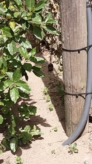 Passeriformes