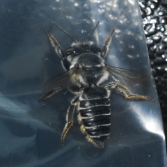 Megachile petulans
