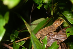 Enyalioides