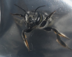Megachile petulans