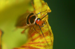 Pseudomops interceptus