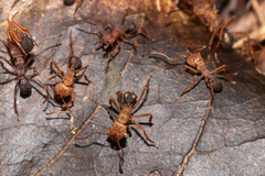 Acromyrmex