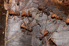 Acromyrmex
