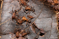 Acromyrmex