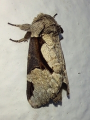 Wilemanus bidentatus