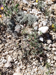 Eriogonum exilifolium