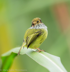 Myiornis auricularis