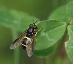 Chrysotoxum bicinctum