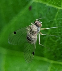 Chrysopilus modestus