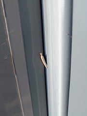 Crambus perlella