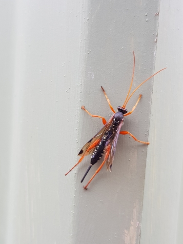 Cream-spotted Ichneumon photo 4