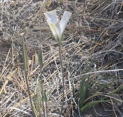 Calochortus invenustus