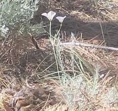 Calochortus invenustus