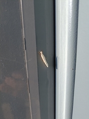 Crambus perlella