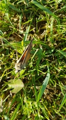 Coenonympha pamphilus
