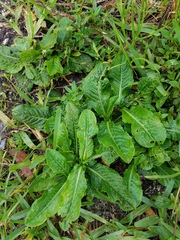 Pseudelephantopus spicatus