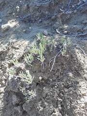 Eriogonum exilifolium