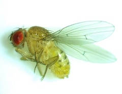 Drosophila neotestacea