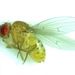 Drosophila neotestacea - Photo 由 Ken Kneidel 所上傳的 不保留任何權利