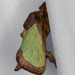 Green Oak-Slug Moth - Photo (c) Greg Lasley, some rights reserved (CC BY-NC), uploaded by Greg Lasley