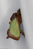 Green Oak-Slug Moth - Photo (c) Greg Lasley, some rights reserved (CC BY-NC), uploaded by Greg Lasley