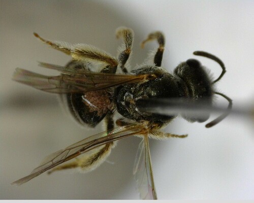 iNaturalist observation photo of Furrow Bees