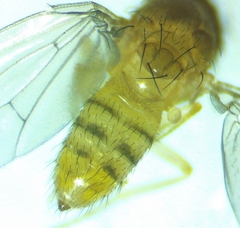 Drosophila neotestacea