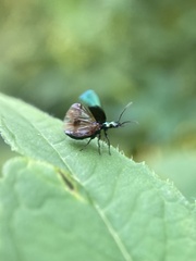 Lebia viridis