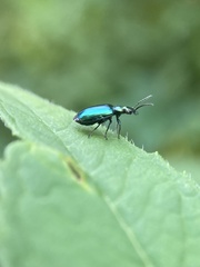 Lebia viridis
