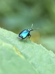 Lebia viridis