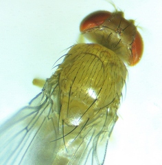 Drosophila neotestacea
