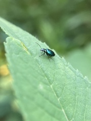 Lebia viridis