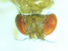 Drosophila neotestacea