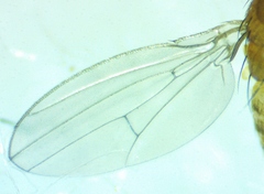 Drosophila neotestacea