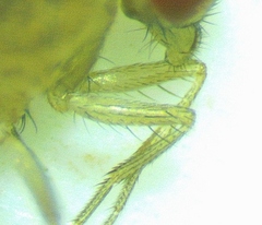 Drosophila neotestacea