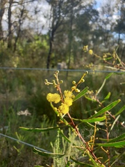 Acacia gladiiformis